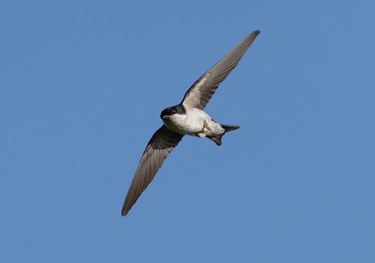 Western House-Martin - ML620737886