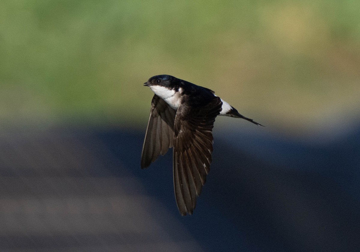 Western House-Martin - ML620737889