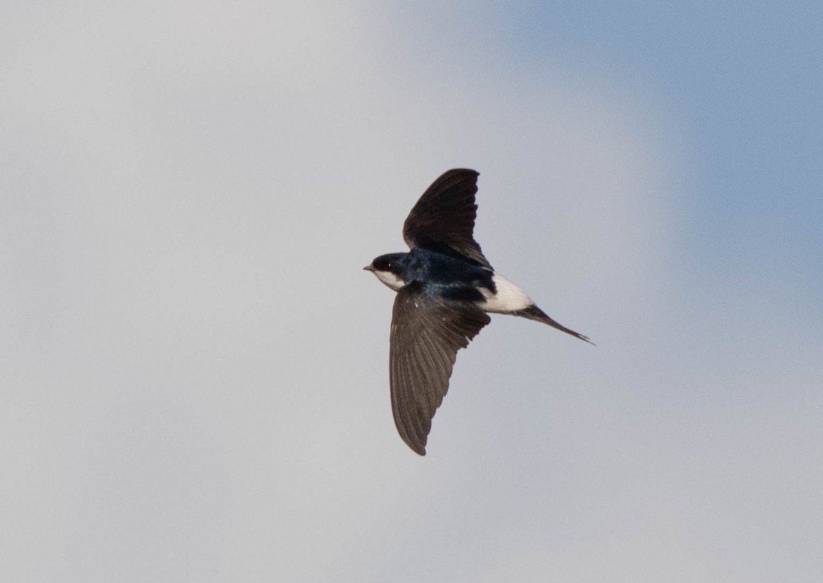 Western House-Martin - ML620737893