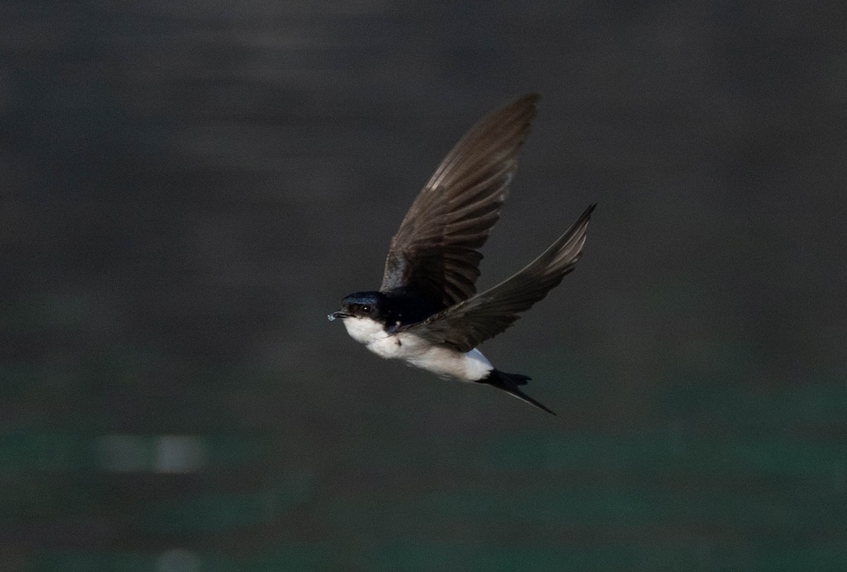 Western House-Martin - ML620737894