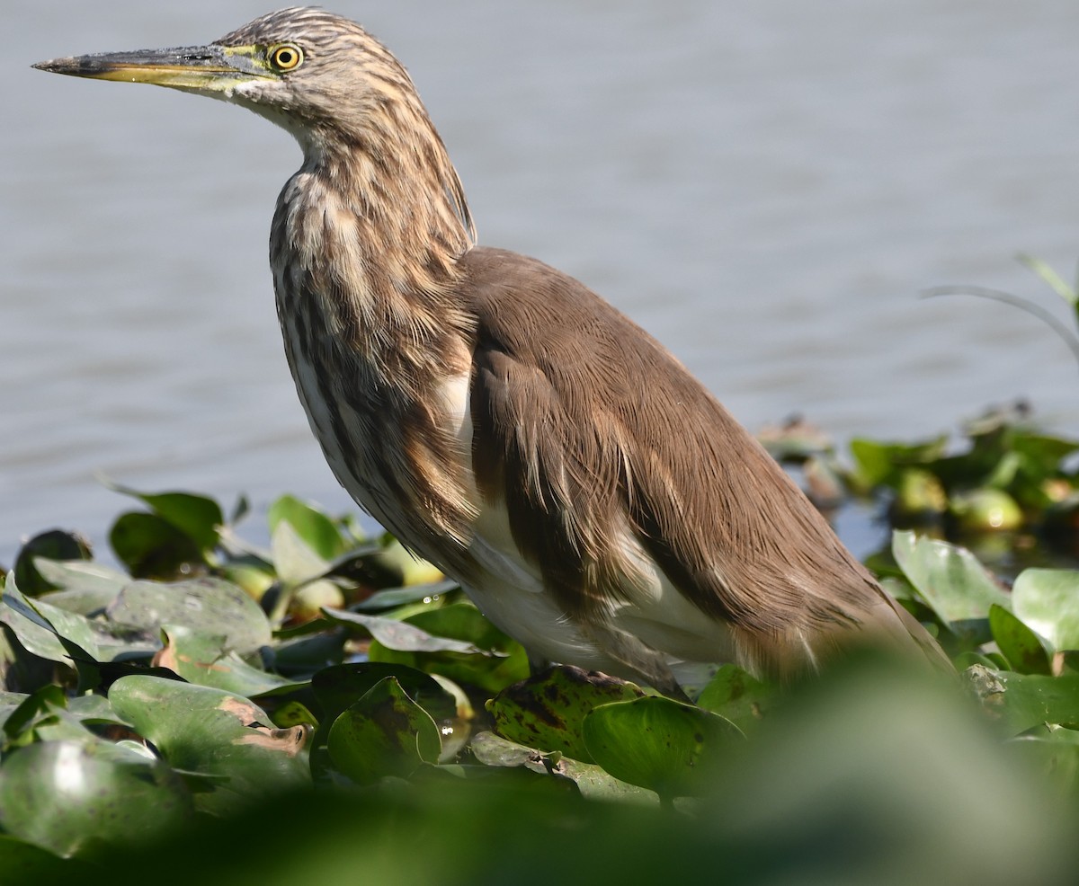 Indian Pond-Heron - ML620737895