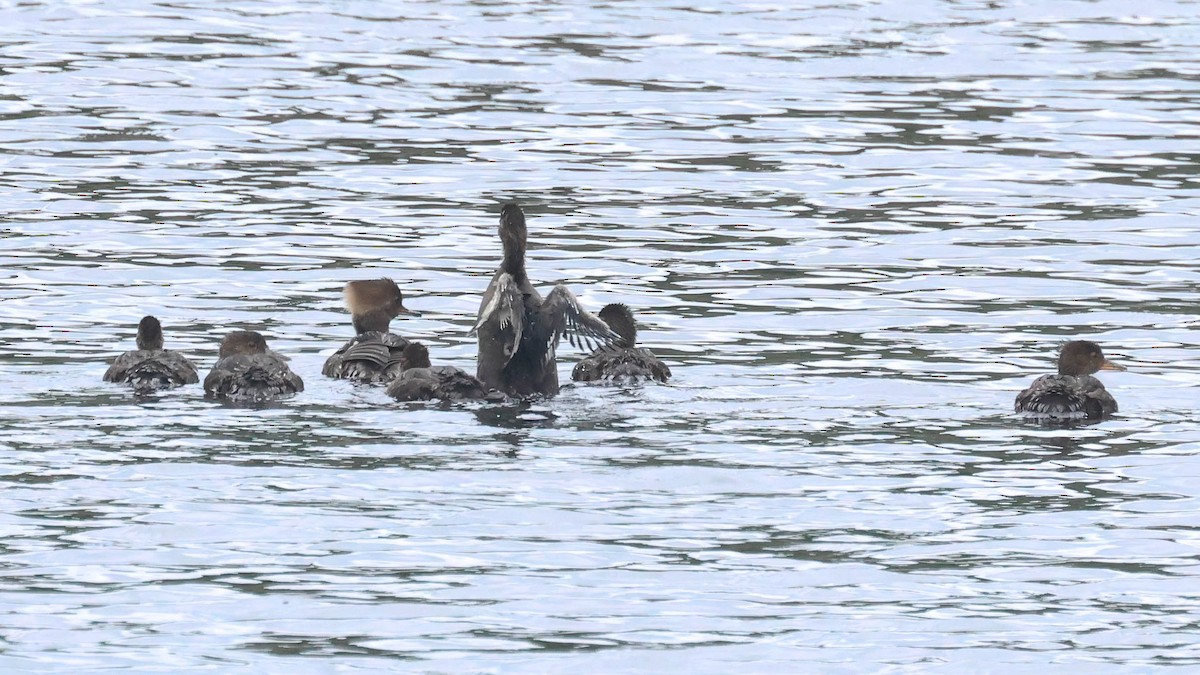 Hooded Merganser - ML620737896