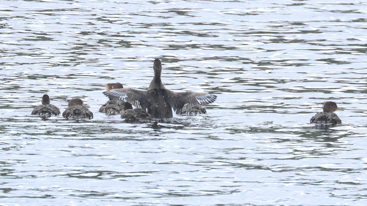 Hooded Merganser - ML620737897