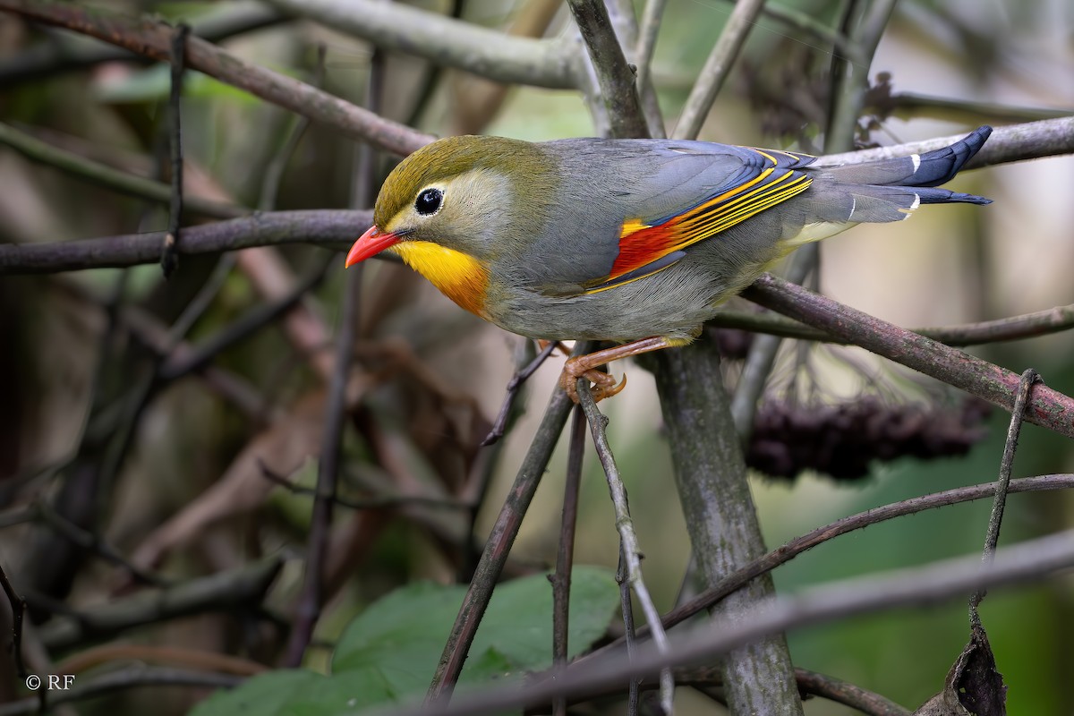 Red-billed Leiothrix - ML620737898