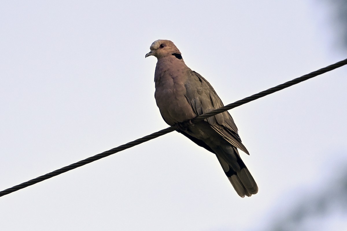 Red-eyed Dove - ML620737899