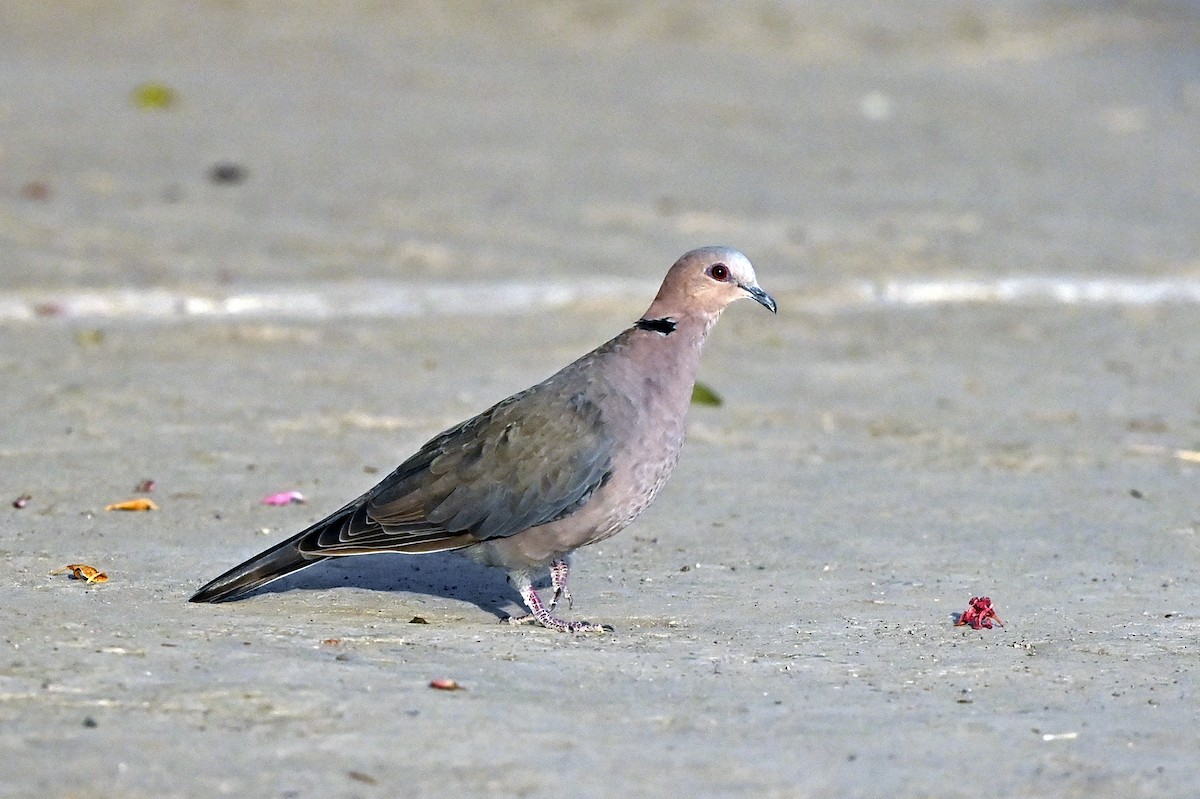 Red-eyed Dove - ML620737900