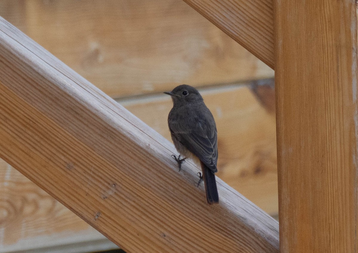 Black Redstart - ML620737901