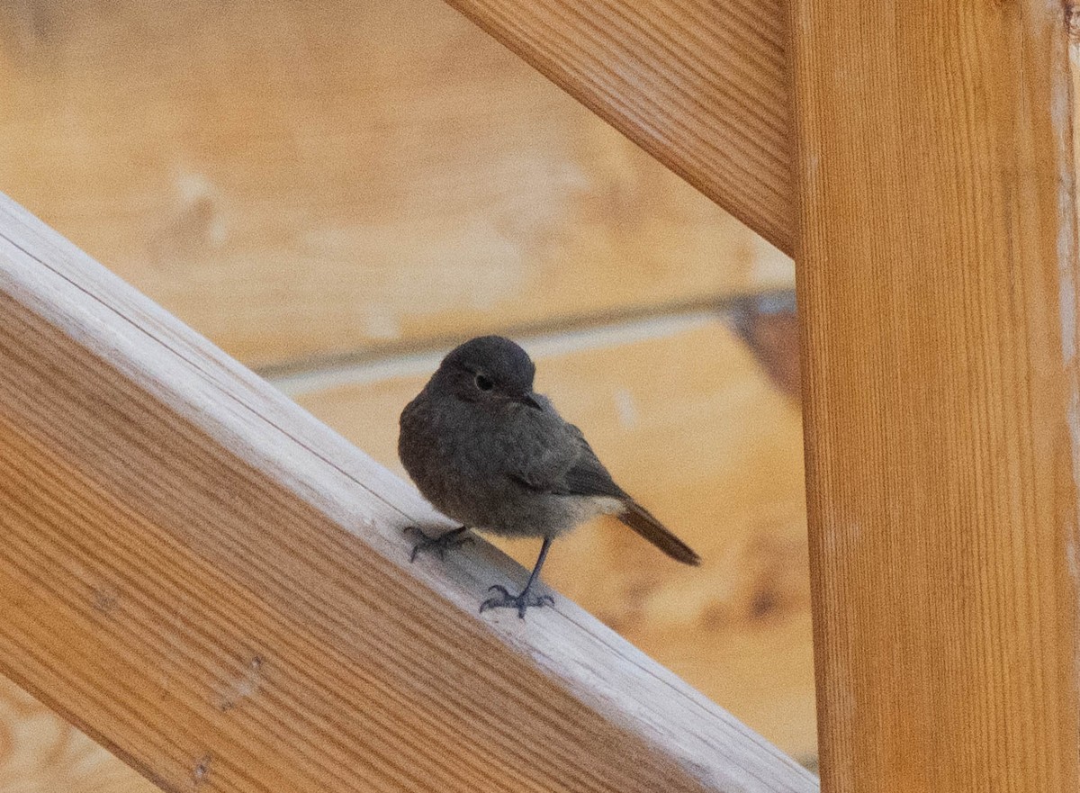 Black Redstart - ML620737902