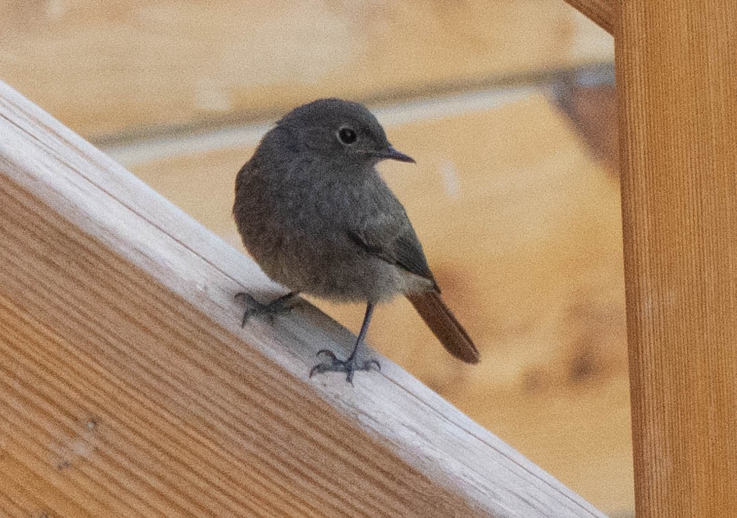 Black Redstart - ML620737903