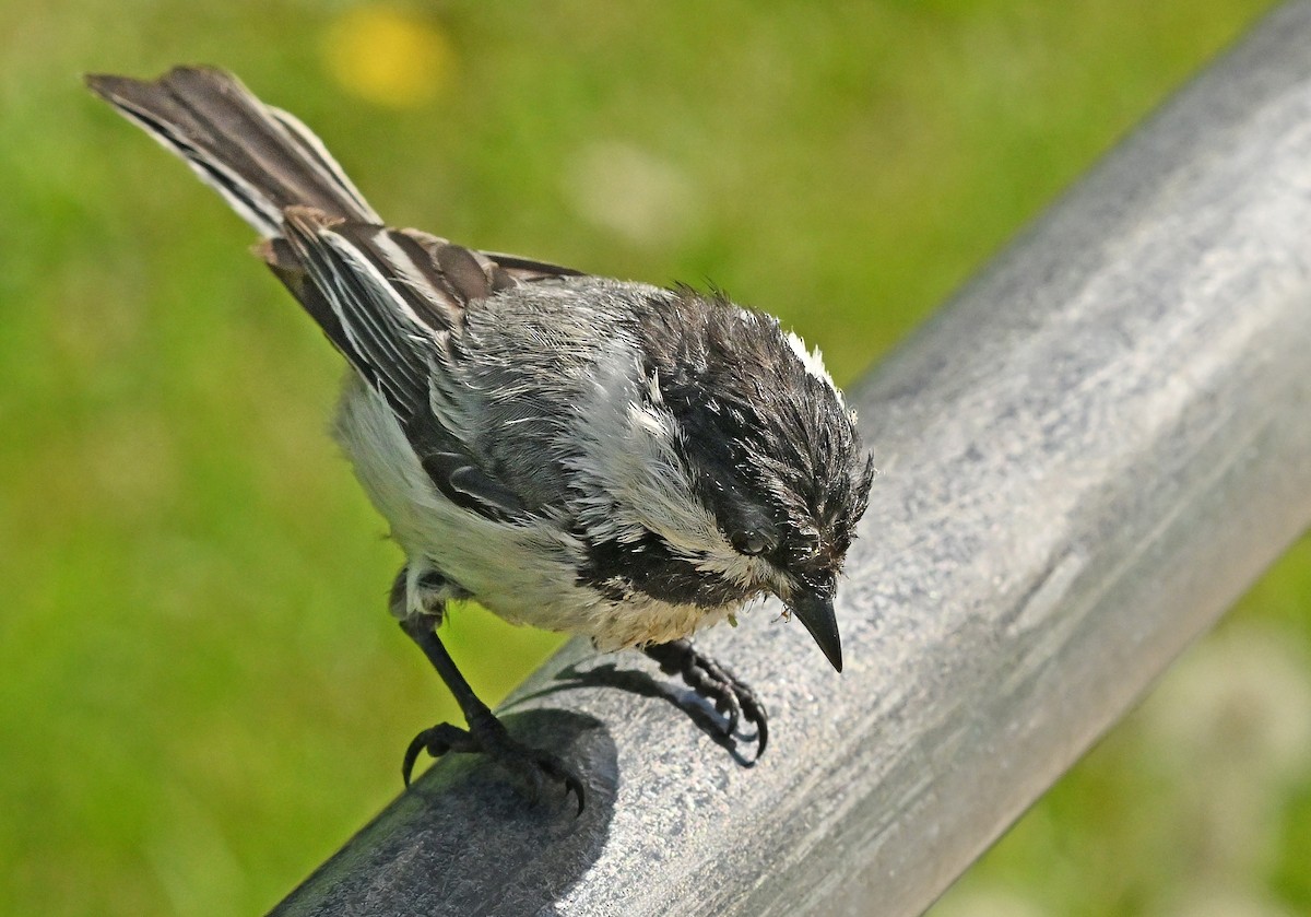 Mésange à tête noire - ML620737904