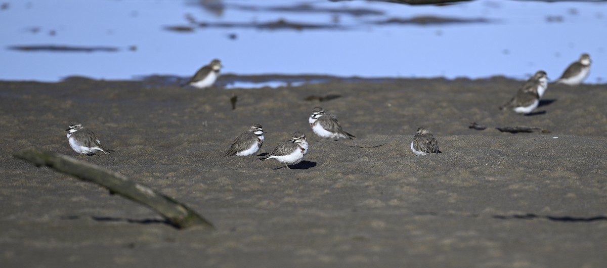 Double-banded Plover - ML620737907