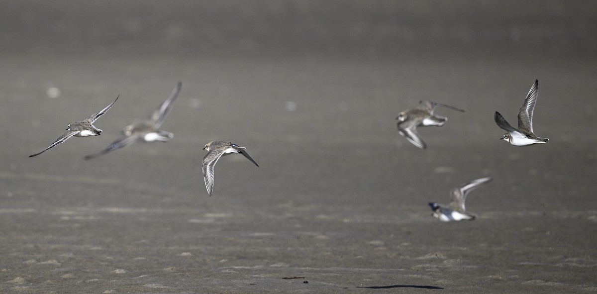 Double-banded Plover - ML620737908