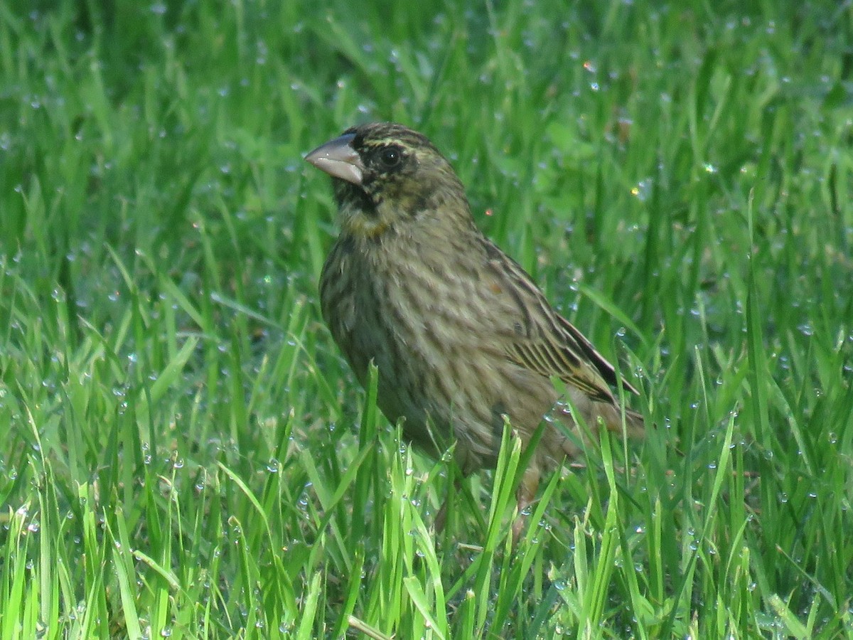 Southern Red Bishop - ML620737910