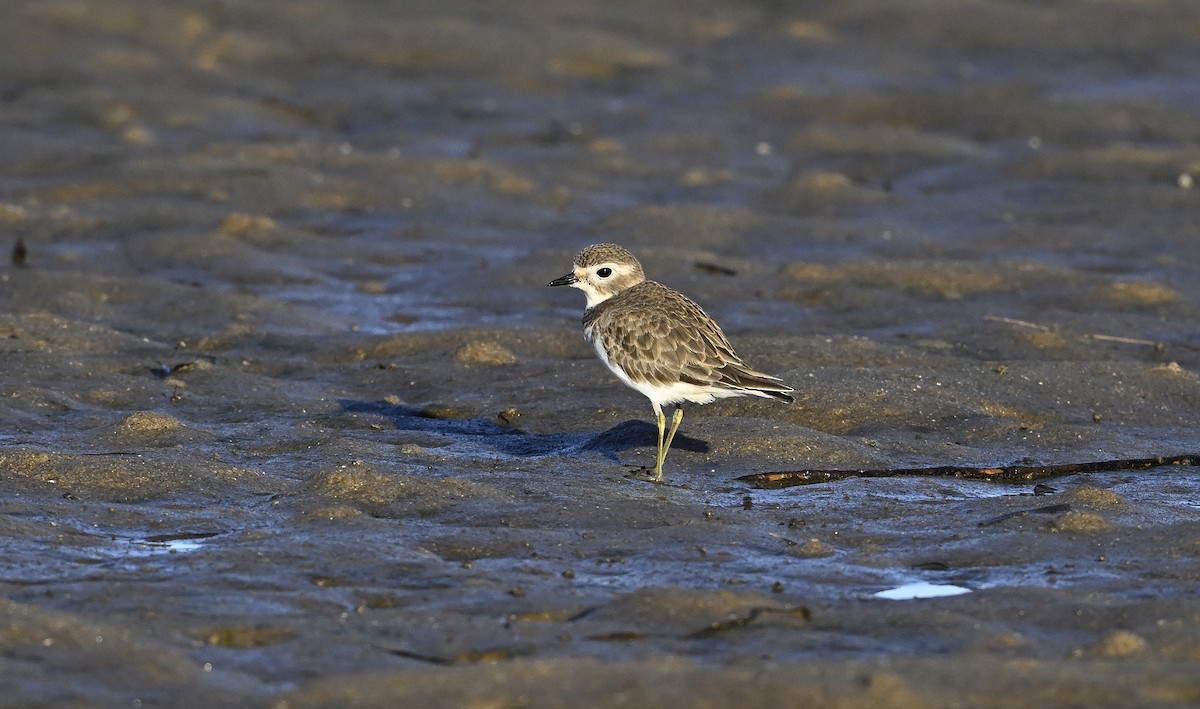 Double-banded Plover - ML620737911