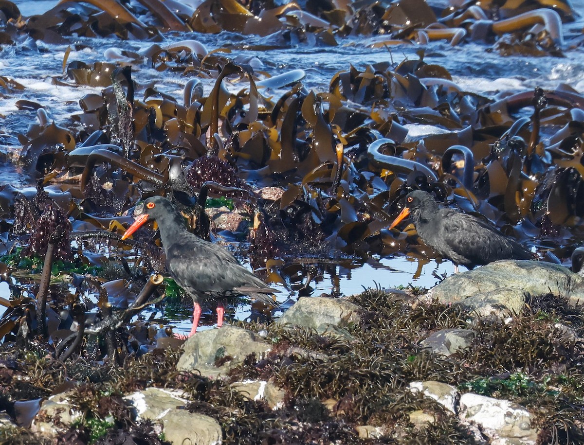 African Oystercatcher - ML620737912