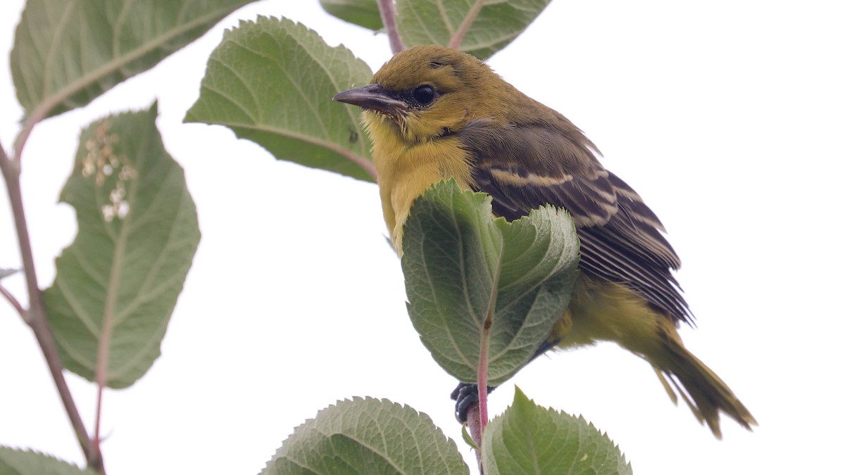 Orchard Oriole - ML620737916