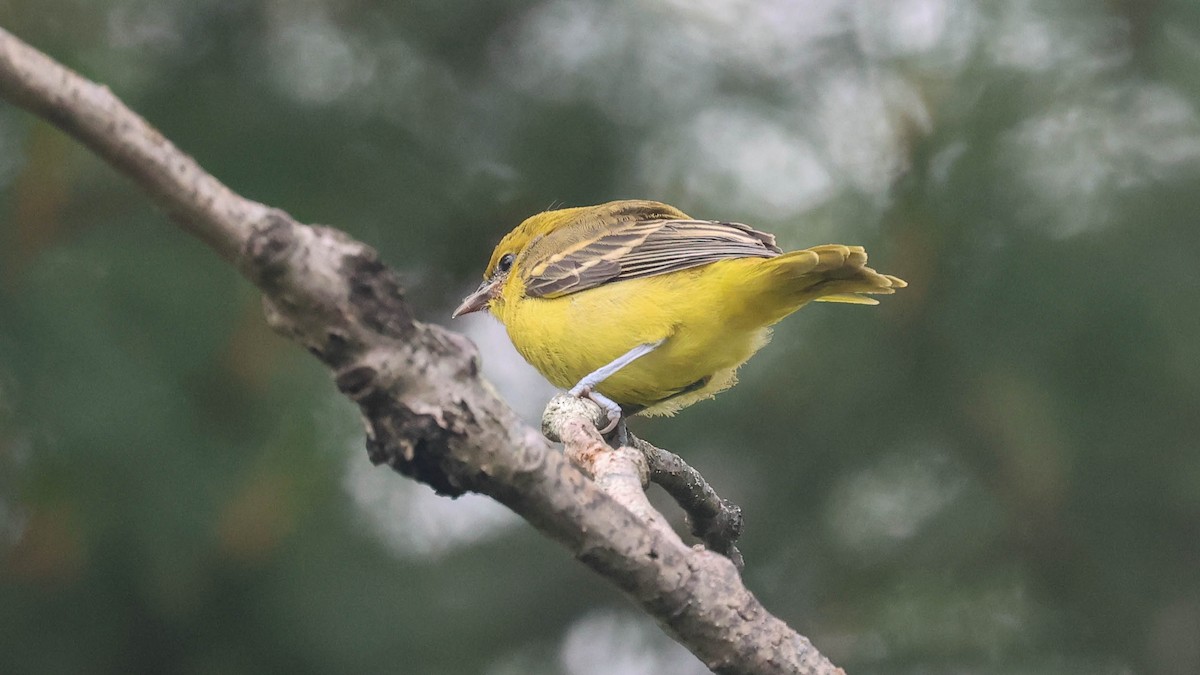 Orchard Oriole - ML620737917