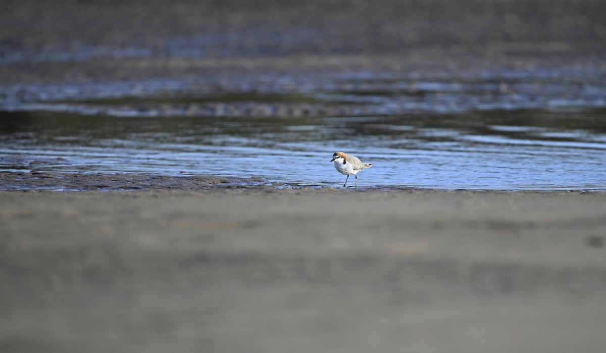 Red-capped Plover - ML620737920