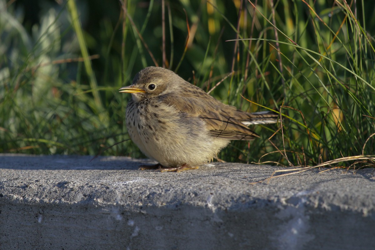 American Pipit - ML620737921