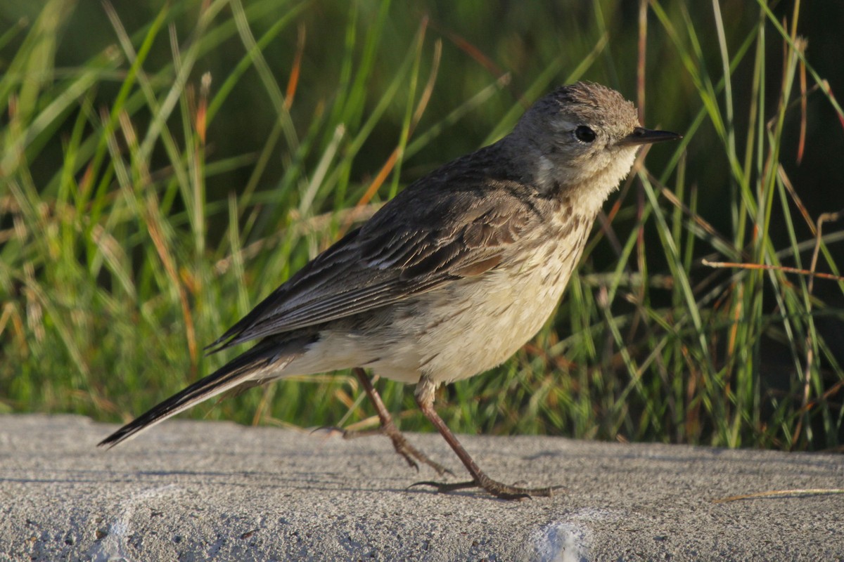 American Pipit - ML620737922