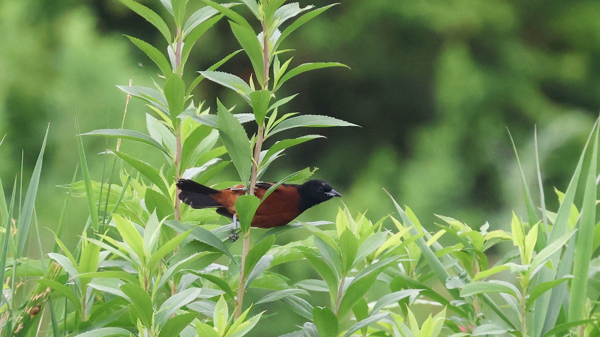 Orchard Oriole - ML620737924