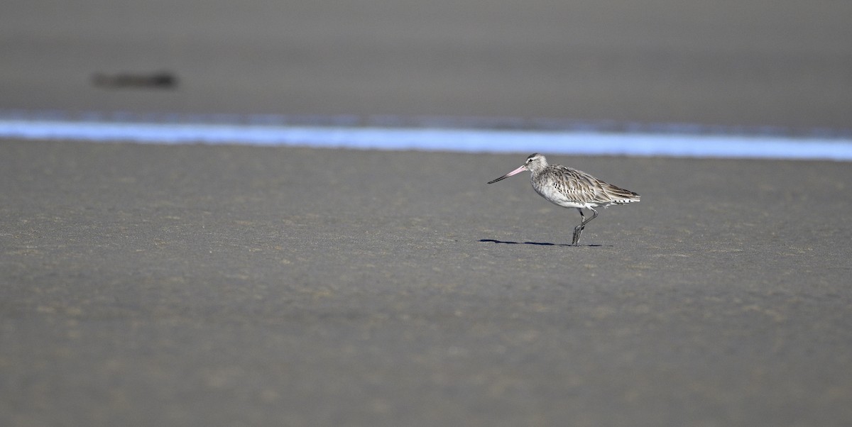 Bar-tailed Godwit - ML620737928