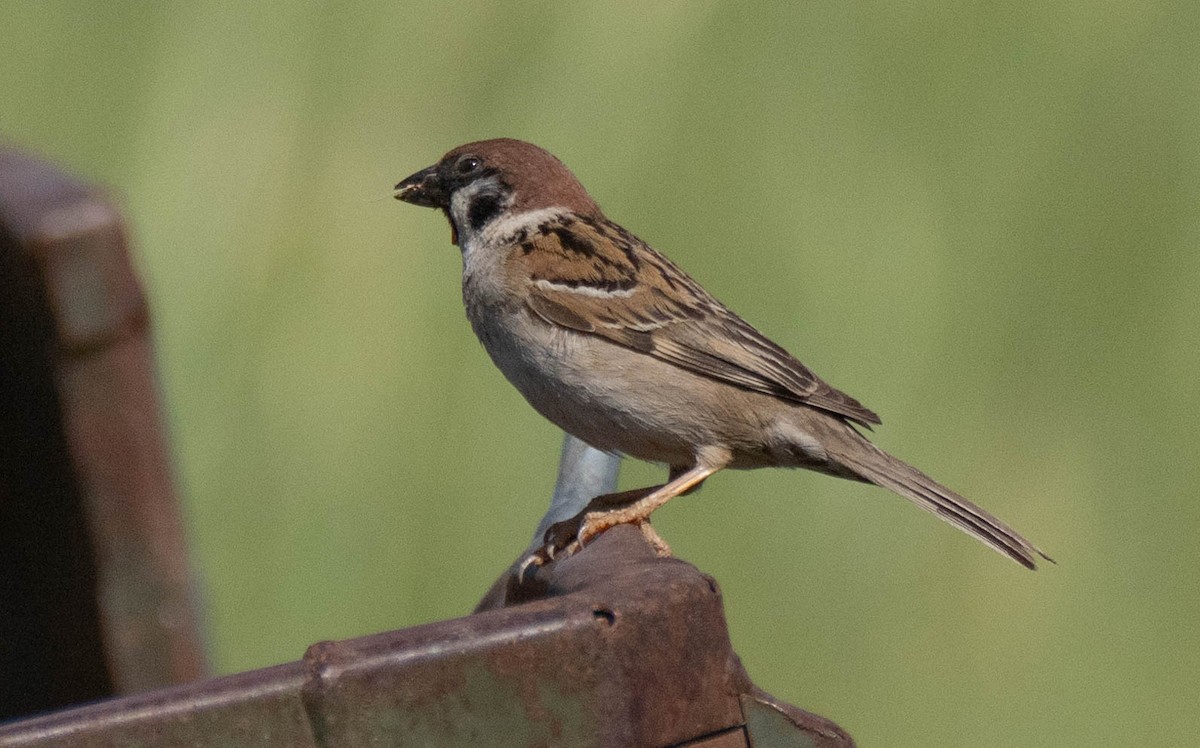 Eurasian Tree Sparrow - ML620737929