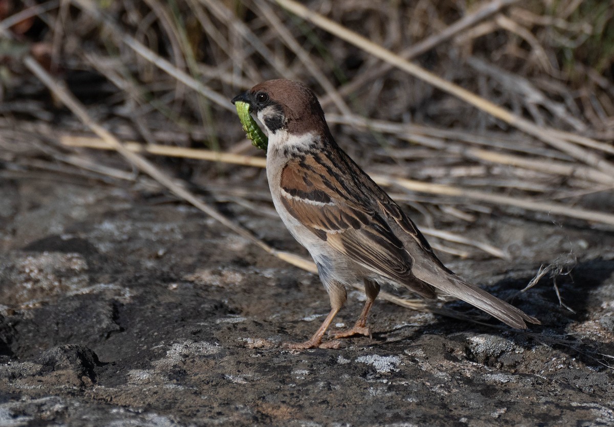 Eurasian Tree Sparrow - ML620737931