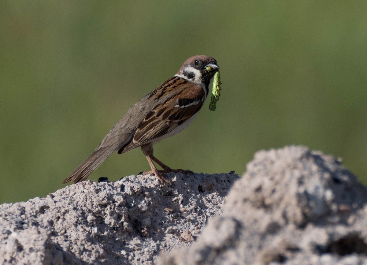 Eurasian Tree Sparrow - ML620737932