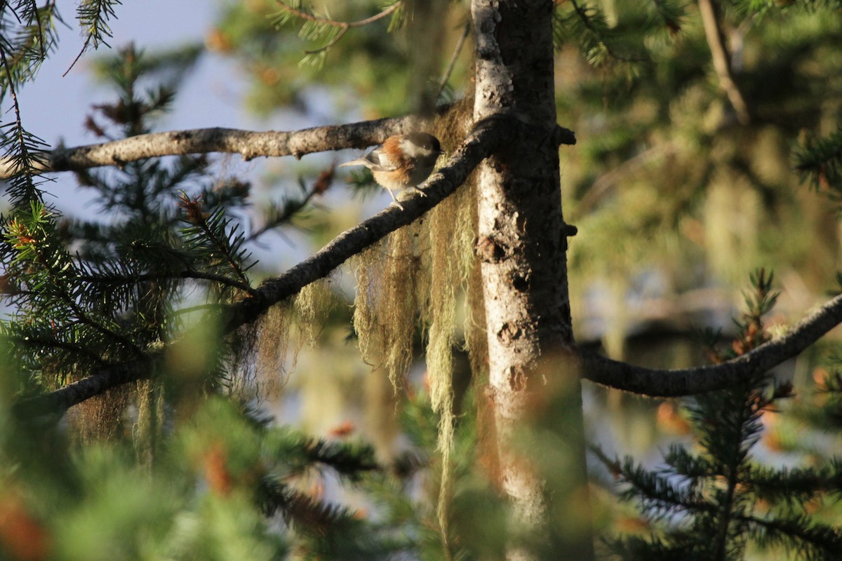 Chestnut-backed Chickadee - ML620737934