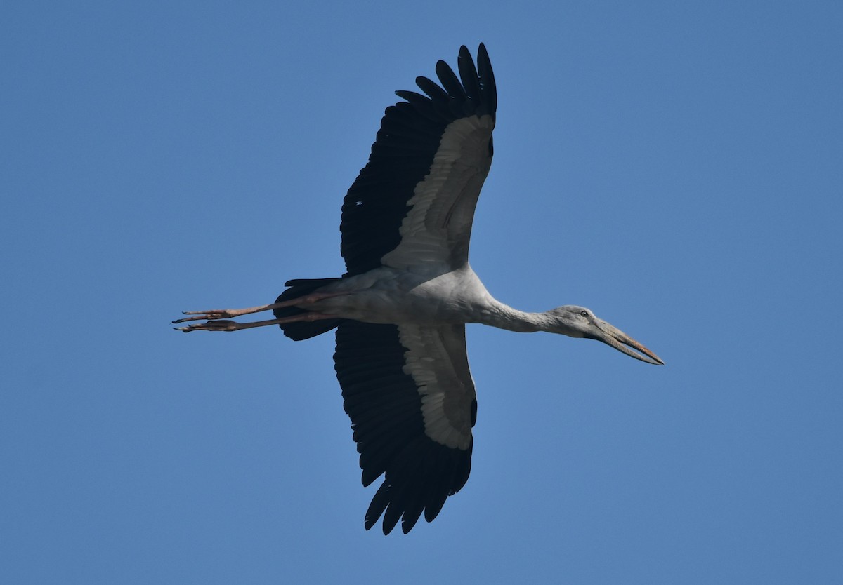 Asian Openbill - ML620737935