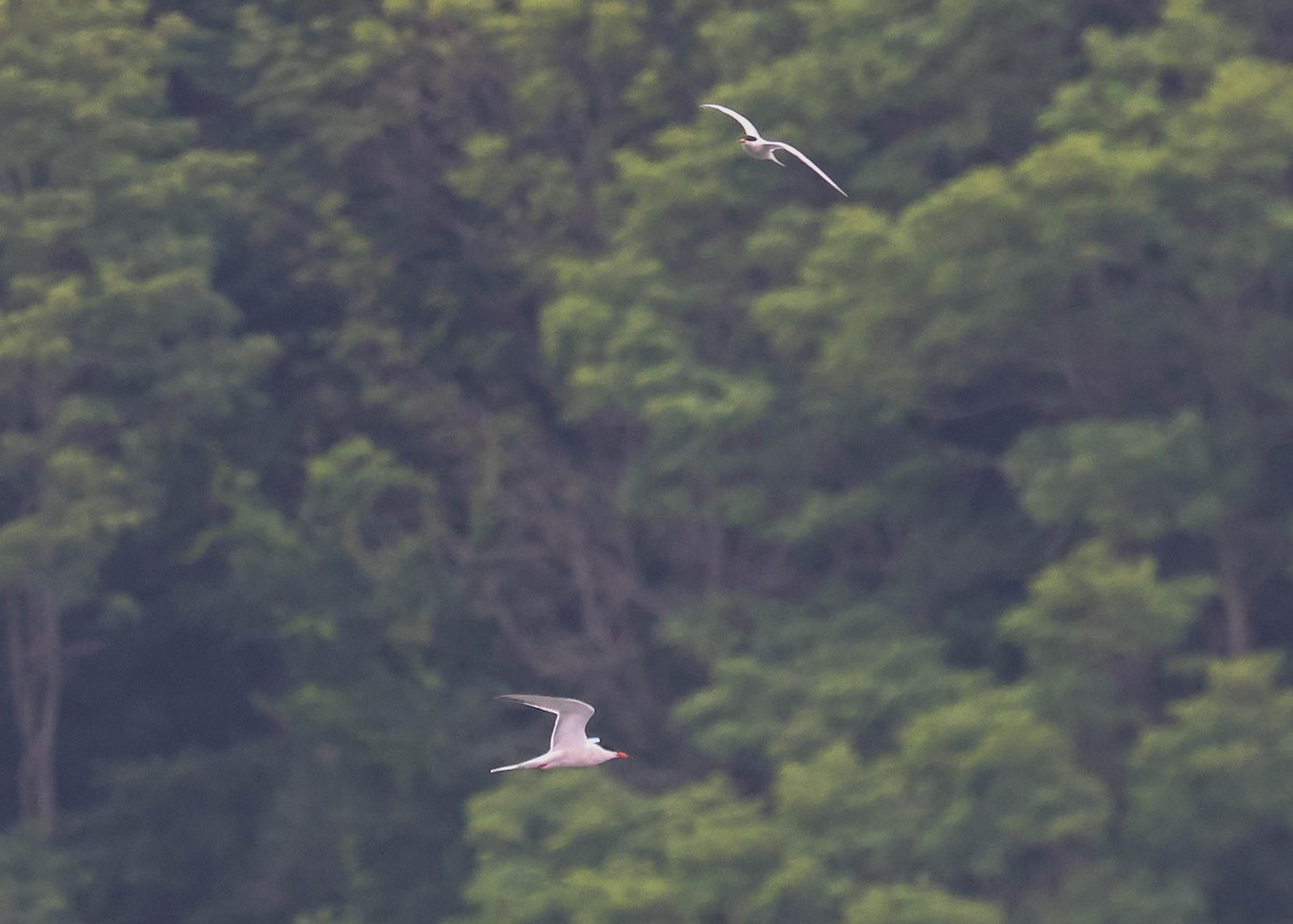 Common Tern - ML620737937