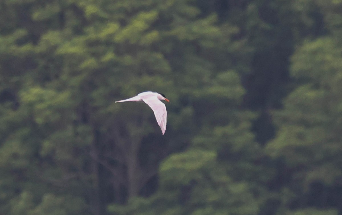 Common Tern - ML620737938