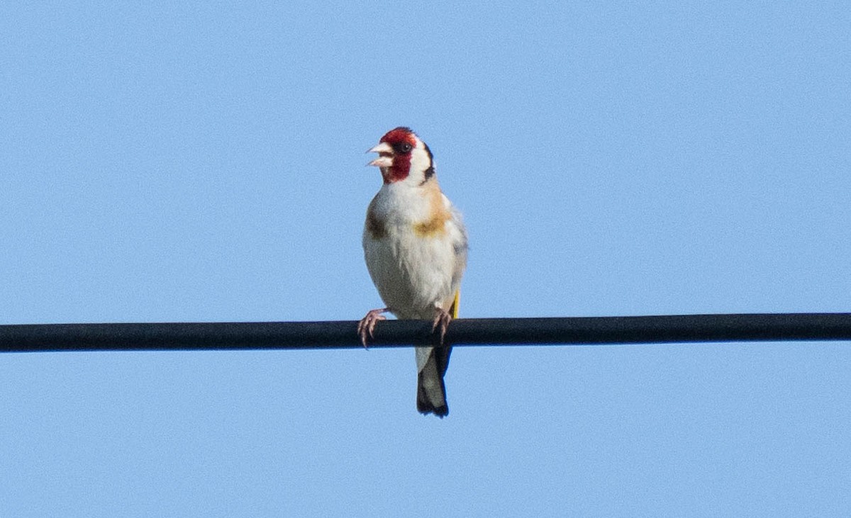 European Goldfinch - ML620737943