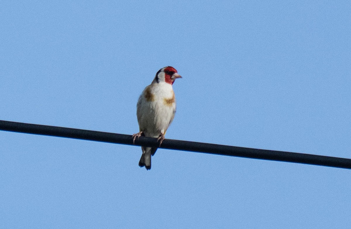 European Goldfinch - ML620737946