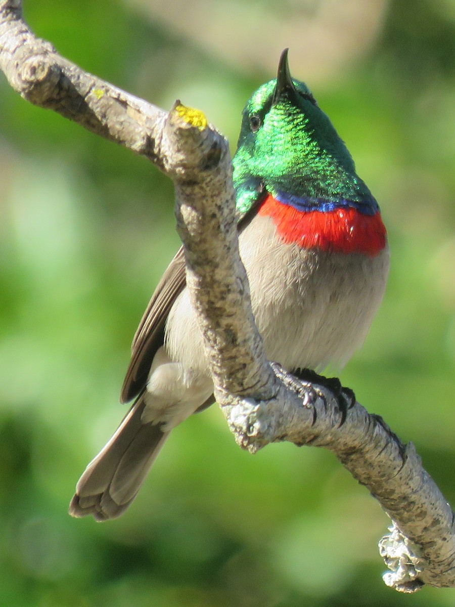 Southern Double-collared Sunbird - ML620737948