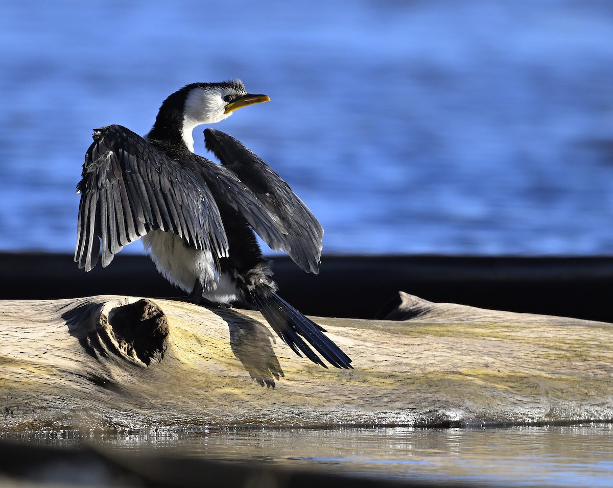 Little Black Cormorant - ML620737949