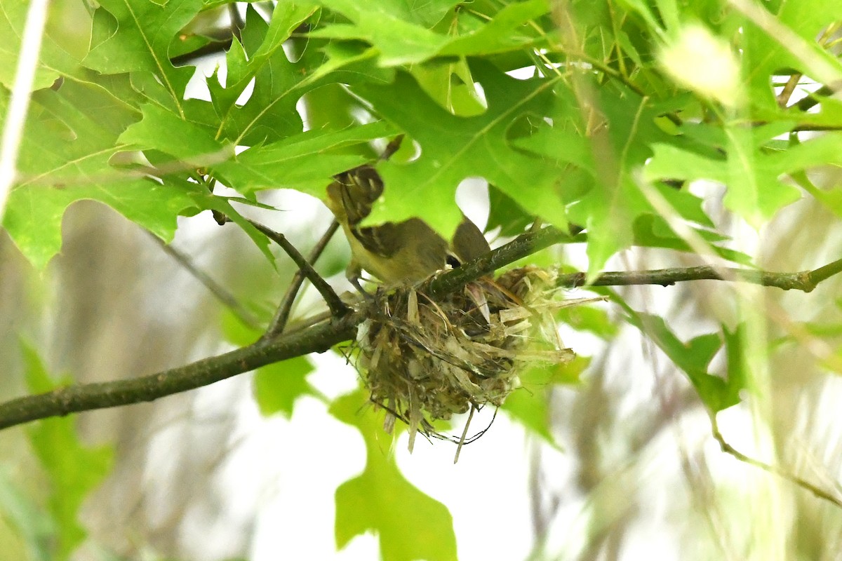 Vireo de Bell - ML620737951