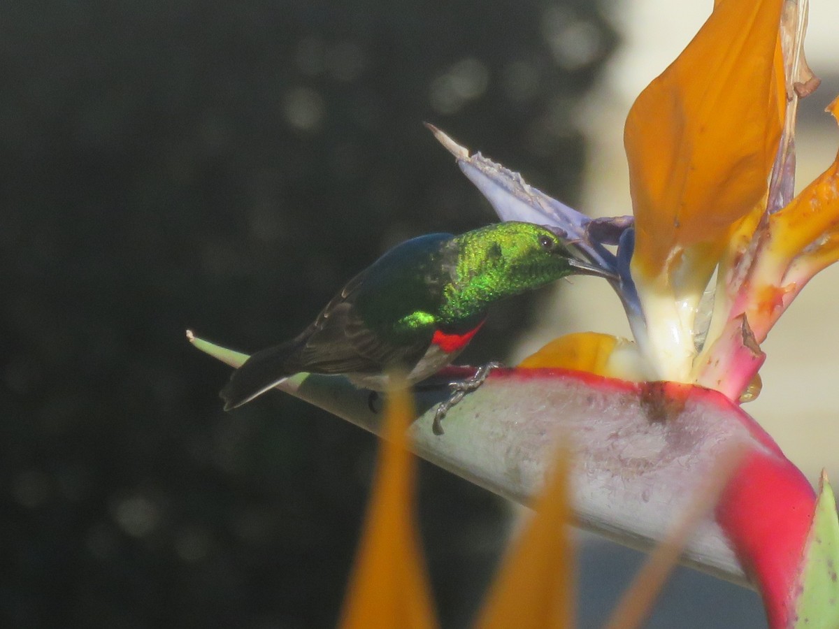 Southern Double-collared Sunbird - ML620737956