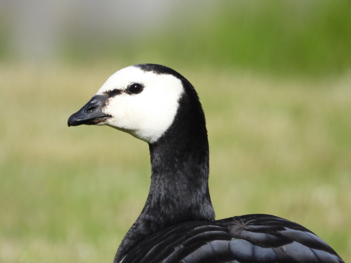 Barnacle Goose - Mason Jeffries