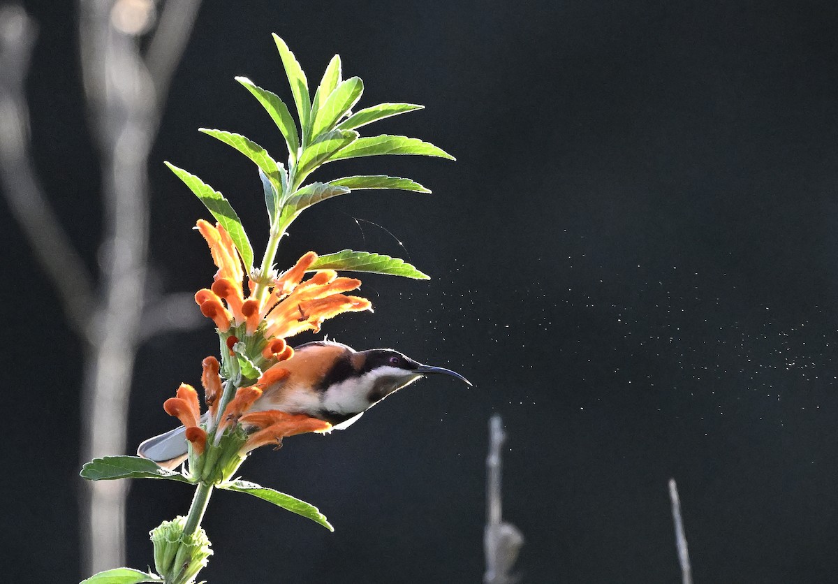 Eastern Spinebill - ML620737959