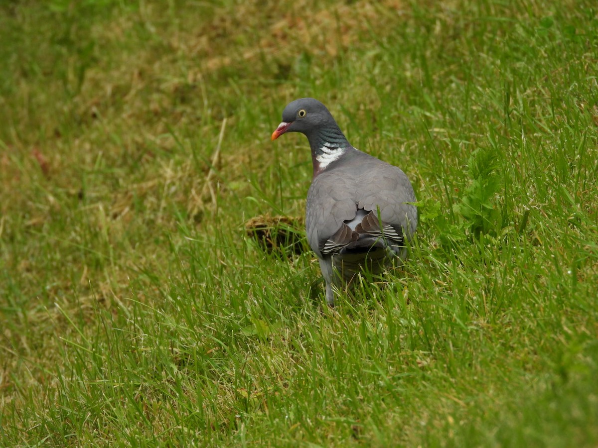 Common Wood-Pigeon - ML620737962