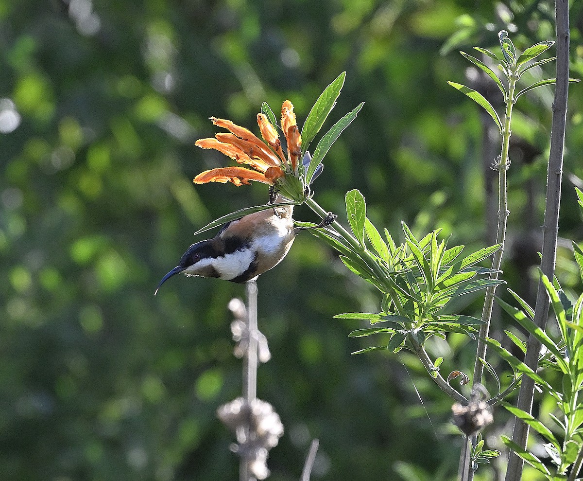 Eastern Spinebill - ML620737963