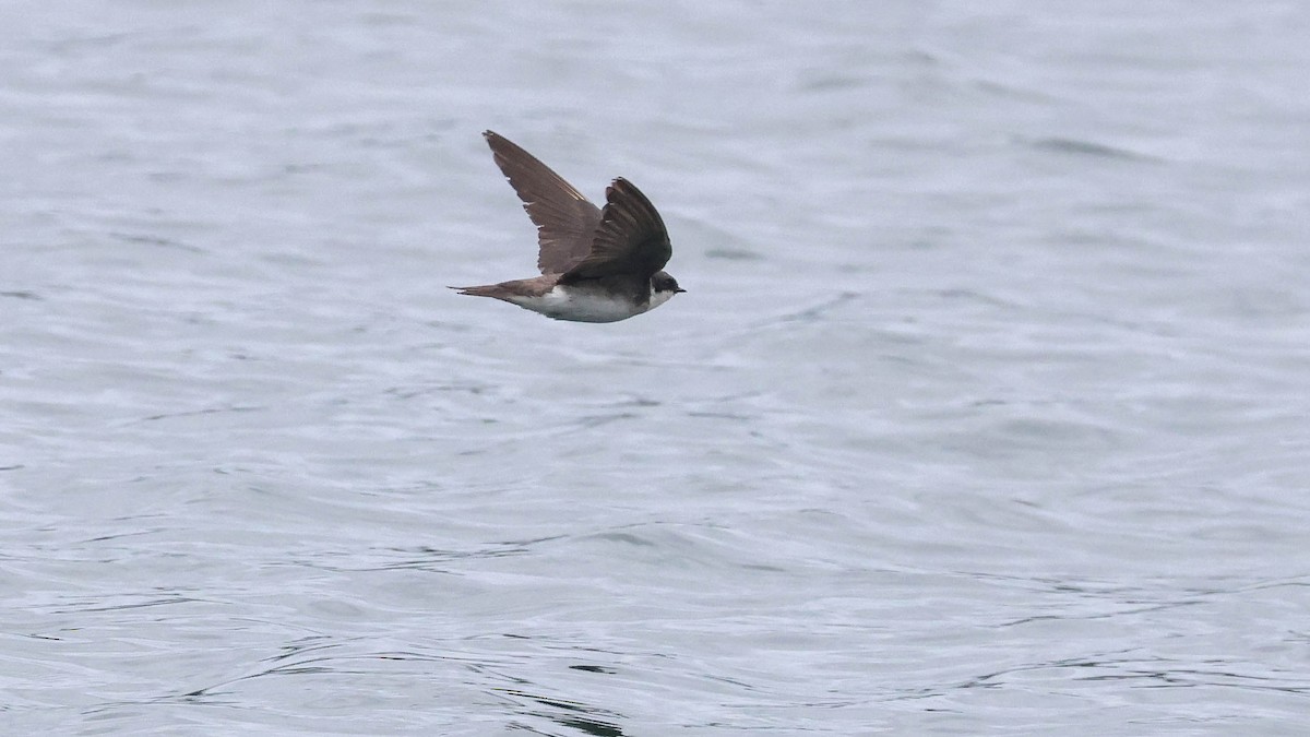 Golondrina Bicolor - ML620737966