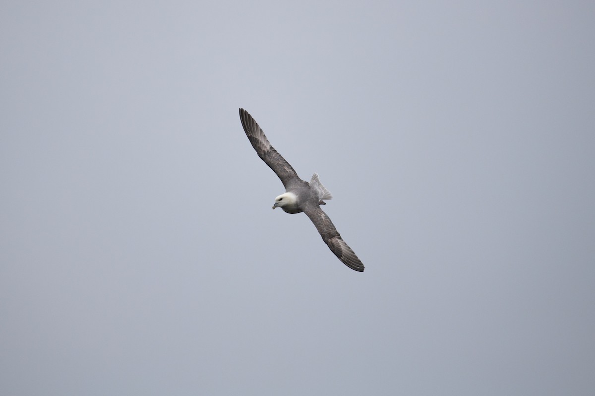 Fulmar Boreal - ML620737967