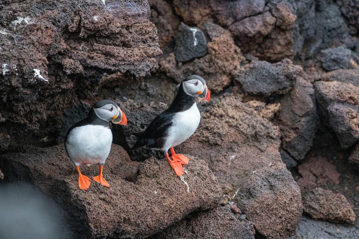 Atlantic Puffin - ML620737969