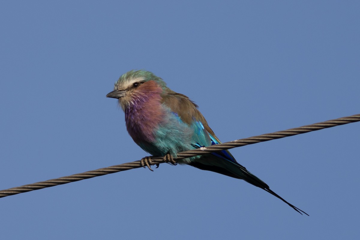 Lilac-breasted Roller - ML620737970