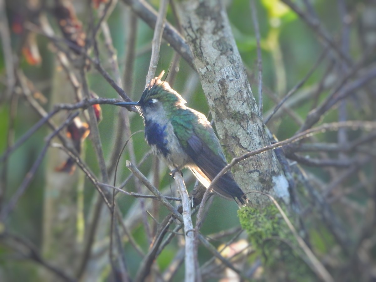 Colibri de Delalande - ML620737977