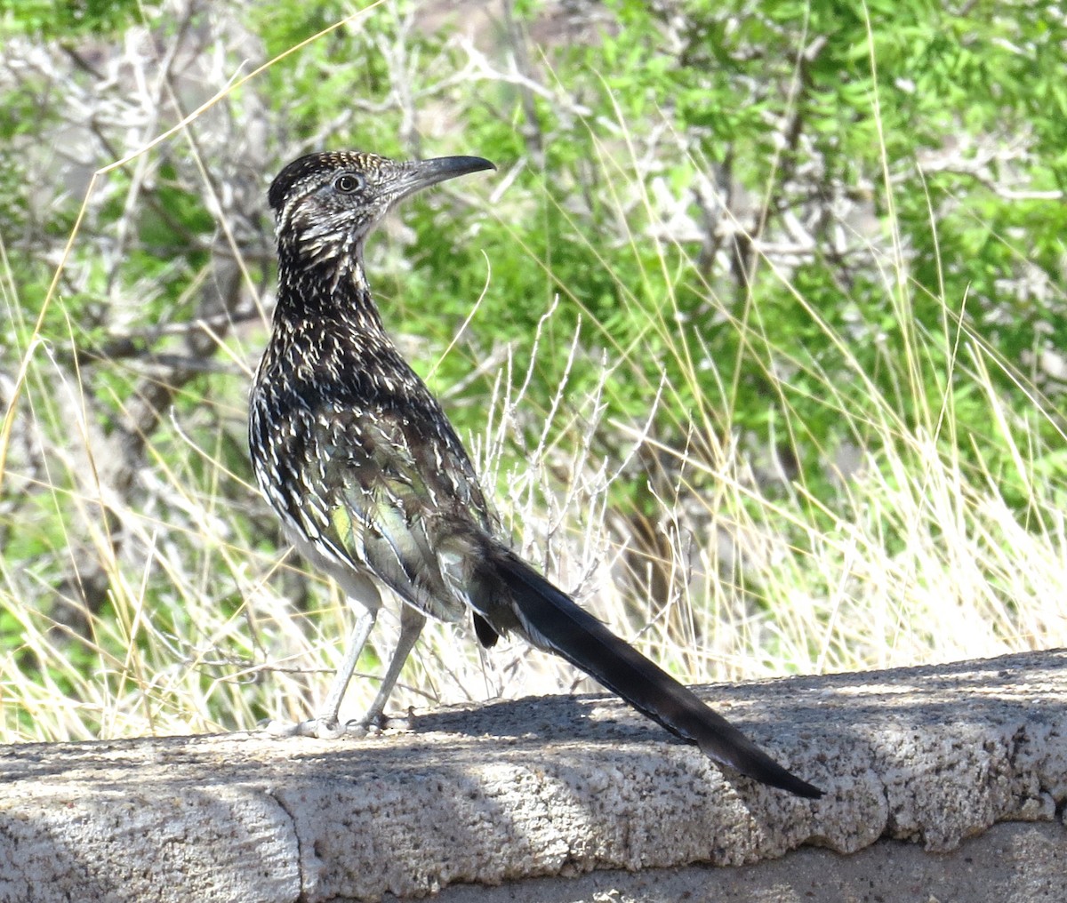 Greater Roadrunner - ML620737978