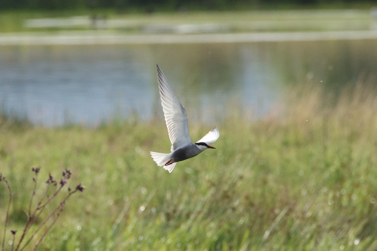 Whiskered Tern - ML620737979